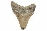 Serrated, Juvenile Megalodon Tooth - South Carolina #204730-1
